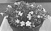 Phlox%20x%20procumbens%20%27Dophlowowhi%27