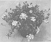 Phlox%20subulata%20%27Dophlosprisopi%27