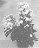 Phlox%20paniculata%20%27Dophlofalista%27