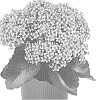 Kalanhchoe%20blossfeldiana%20%27Dokalcasi%27