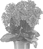 Kalanchoe%20blossfeldiana%20%27Dokalclas%27