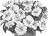 Petunia%20X%20hybrida%20%27Dopetpinbel%27