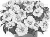 Petunia%20X%20hybrida%20%27Dopetpinbel%27