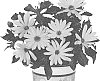 Osteospermum%20ecklonis%20%27Doostmaryel%2021%27