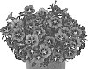 Calibrachoa%20parviflora%20%27Docaltitob50%27