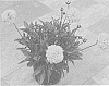 Coreopsis%20grandiflora%20%27Docormoswimp%27