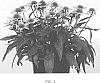 Echinacea%20hybrid%20%27FOUNT546%27