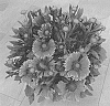 Gaillardia%20aristata%20%27Dogailspinorhalimp%27