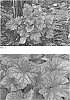 Heuchera%20hybrid%20%27Toffee%20Tart%27