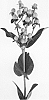 Hypericum%20hybrida%20%27Allhykim%27