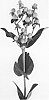 Hypericum%20hybrida%20%27Allhykim%27