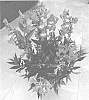 Penstemon%20hartwegii%20%27Dopenpepredim%27