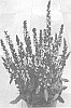 Salvia%20nemorosa%20%27Dosalmiro%27