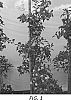 Malus%20domestica%20%27S01A%27