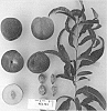 Prunus%20persica%20var.%20nucipersica%20%27SUNECT28%27