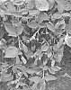Rubus%20subgenus%20Rubus%20Watson%20%27A-2524T%27
