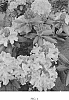 Rhododendron%20catawbiense%20%27Royal%20Resilience%27