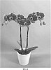 Phalaenopsis%20hybrid%20%27PHALILWI%27