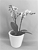 Phalaenopsis%20hybrid%20%27PHALHUSXLA%27