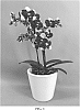 Phalaenopsis%20hybrid%20%27PHALILUG%27