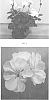 Pelargonium%20interspecific%20%27PEQZ0080%27