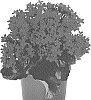 Kalanchoe%20blossfeldiana%20%27Dokalfier%27