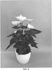 Anthurium%20andraeanum%20L.%20%27ANTHGOUWHI%27