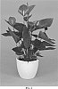 Anthurium%20andraeanum%20L.%20%27ANTHFUNCNI%27