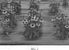 Echinacea%20spp.%20%27TNECHDSW%27
