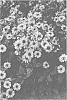 Heliopsis%20helianthoides%20var.%20scabra%20%27Funky%20Spinner%27