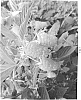 Rubus%20idaeus%20L.%20%27PBB%201473%27