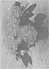 Hydrangea%20macrophylla%20%27H220913%27