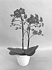 Phalaenopsis%20hybrid%20%27PHALBIRWIN%27