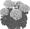 Pelargonium%20zonale%20X%20Pelargonium%20peltatum%20%27Dopelbezsal%27