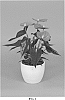 Anthurium%20andraeanum%20L.%20%27ANTHGLODIG%27