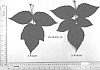 Rubus%20idaeus%20%27ENDURANCE%27