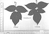 Rubus%20idaeus%20%27ENDURANCE%27