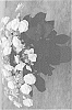 Hydrangea%20macrophylla%20%27H220909%27