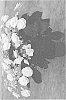 Hydrangea%20macrophylla%20%27H220909%27
