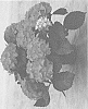 Hydrangea%20macrophylla%20%27H220914%27
