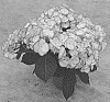 Hydrangea%20macrophylla%20%27H220910%27