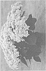Hydrangea%20macrophylla%20%27H220911%27