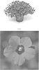 Petunia%20hybrida%20%27PEHY0050%27