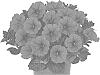 Petunia%20X%20hybrida%20%27Dopetdurahopi%27