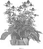Echinacea%20hybrid%20%27PEARL495%27