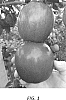 Malus%20domestica%20Borkh.%20%27MC-51%27