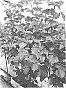 Rubus%20idaeus%20L.%20%27R15-21-5%27