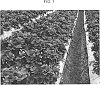 Fragaria%20x%20ananassa%20%27PEP-12.6010%27