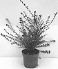 Lonicera%20nitida%20%27GRLN02%27