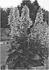 Digitalis%20x%20%28digitalis%20x%20Isoplexis%29%20%27Flamingo%27